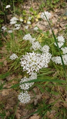 Allium subhirsutum