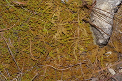 Pleurochaete