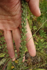 Veronica linariifolia