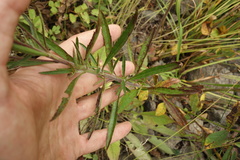 Veronica linariifolia