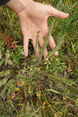 Veronica linariifolia