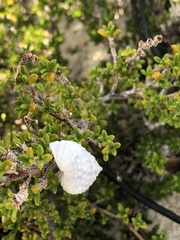 Cenchritis