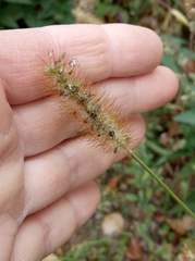 Setaria pumila