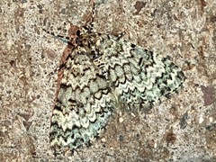 Spargania viridescens