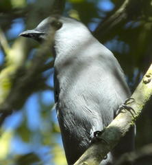 Coracina caesia caesia