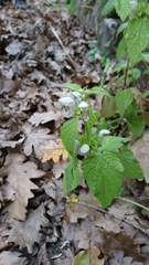 Lamium flexuosum