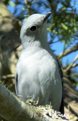 Coracina caesia caesia