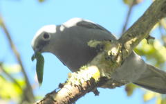 Coracina caesia caesia