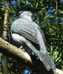 Coracina caesia caesia