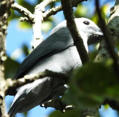 Coracina caesia caesia