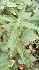 Urtica dioica