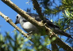 Coracina caesia caesia