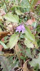 Campanula rapunculoides