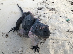 Cyclura cychlura