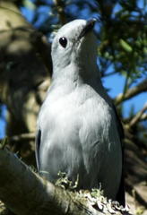 Coracina caesia caesia