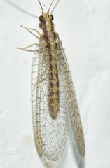 Pseudomallada genei