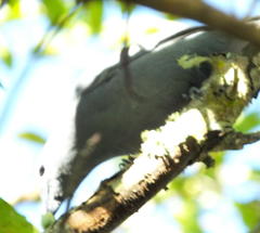 Coracina caesia caesia