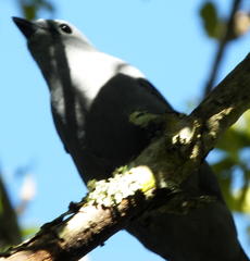 Coracina caesia caesia