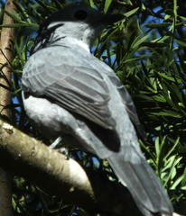 Coracina caesia caesia