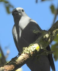 Coracina caesia caesia