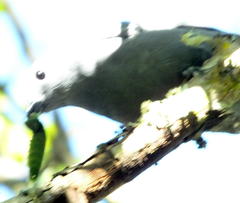 Coracina caesia caesia