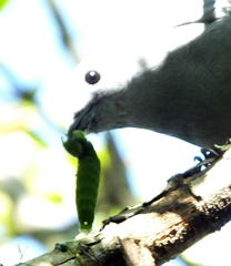 Coracina caesia caesia