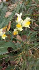 Linaria vulgaris