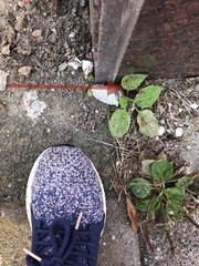 Psyllobora vigintiduopunctata