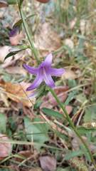 Campanula rapunculoides