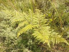 Pteridium aquilinum feei