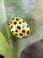 Psyllobora vigintiduopunctata