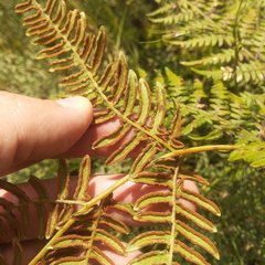 Pteridium aquilinum feei