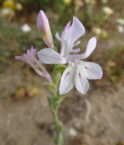 Lapeirousia divaricata Baker