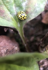 Psyllobora vigintiduopunctata