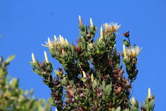 Protea aurea potbergensis