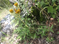 Alloispermum scabrum