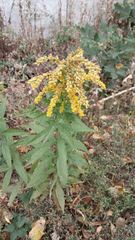 Solidago canadensis