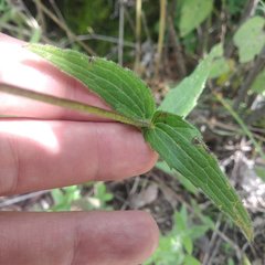 Alloispermum scabrum