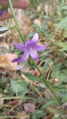 Campanula rapunculoides