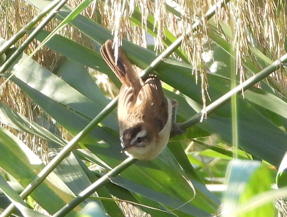 Moustached Warbler