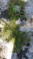 Galium murale