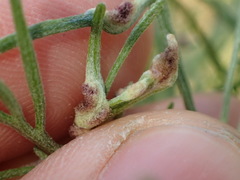 Aceria paracalifornica
