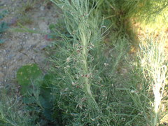 Aceria paracalifornica