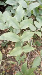 Fraxinus pennsylvanica