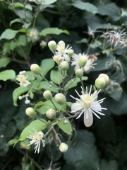 Clematis vitalba