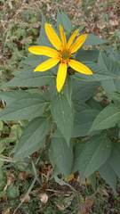 Helianthus tuberosus