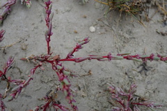 Suaeda pannonica