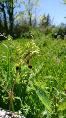 Vicia melanops