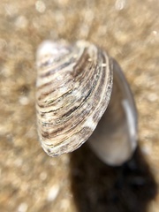 Dreissena polymorpha