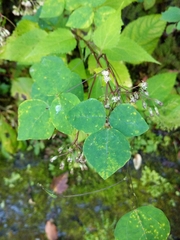 Synchytrium decipiens